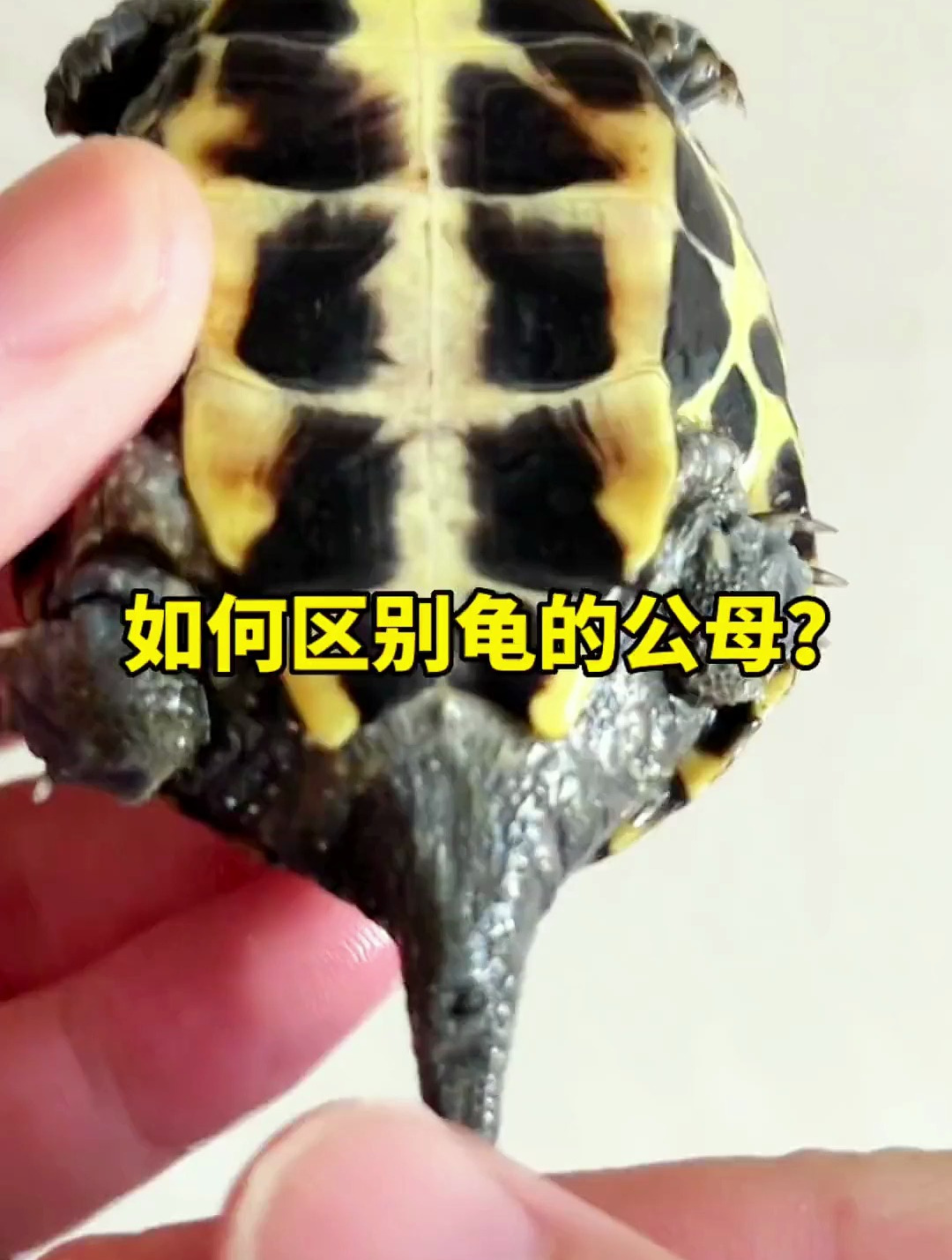 乌龟区分公母的方法?这才是又快有准的!