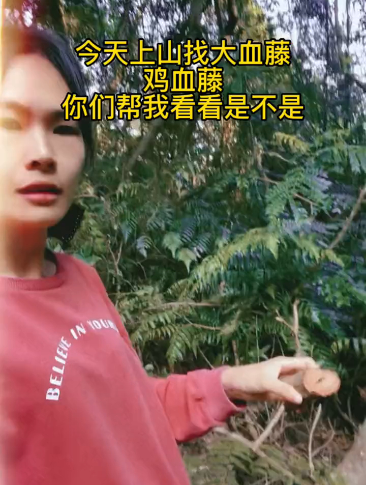 今天上山找野生大血藤鸡血藤