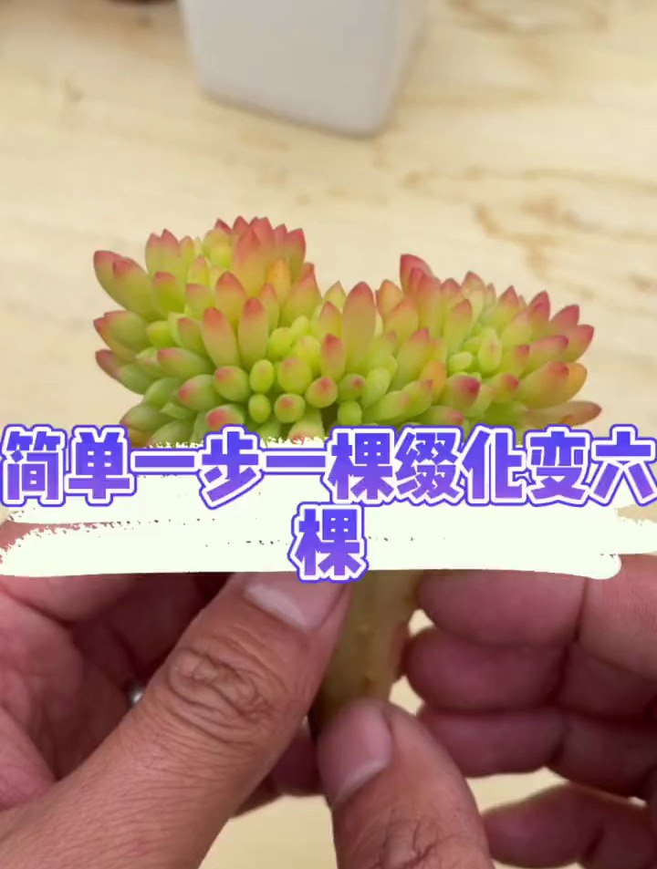 简单一招教你多肉缀化的繁殖!