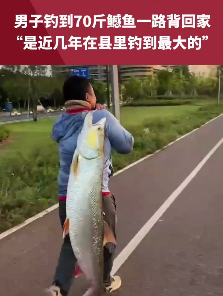 男子钓到70斤鳡鱼一路背回家,拍摄者:是近几年在县里钓到最大的,全县人都知道了