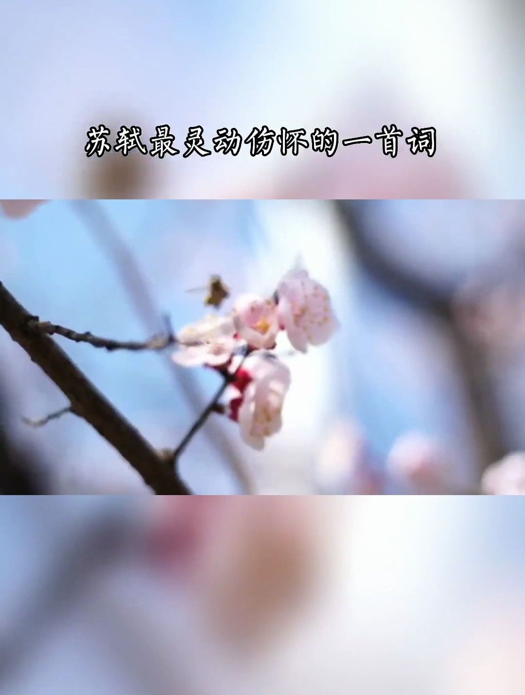 多情总被无情恼,苏轼《蝶恋花·春景》