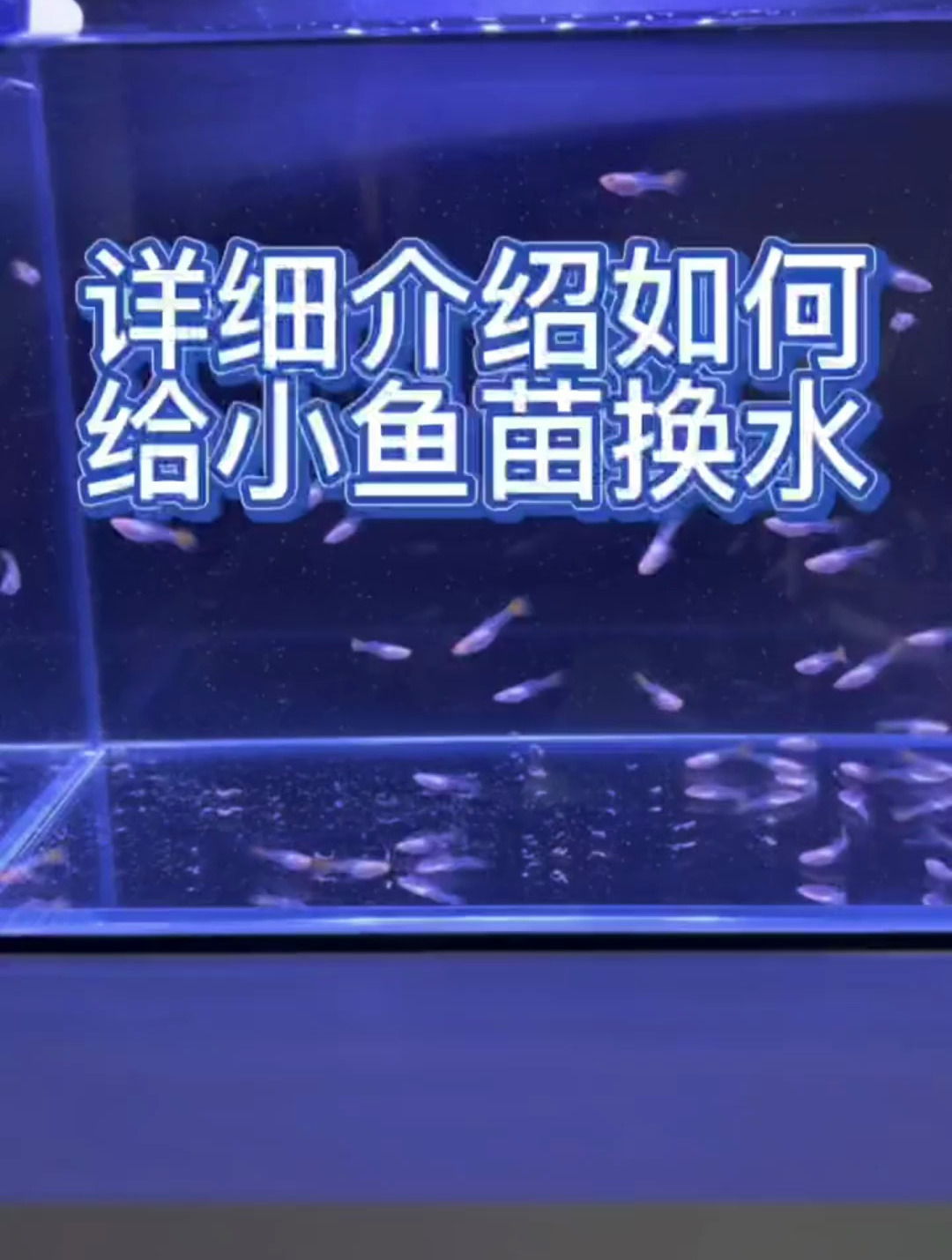 小鱼苗要经常换水,换水越频繁,长得越快