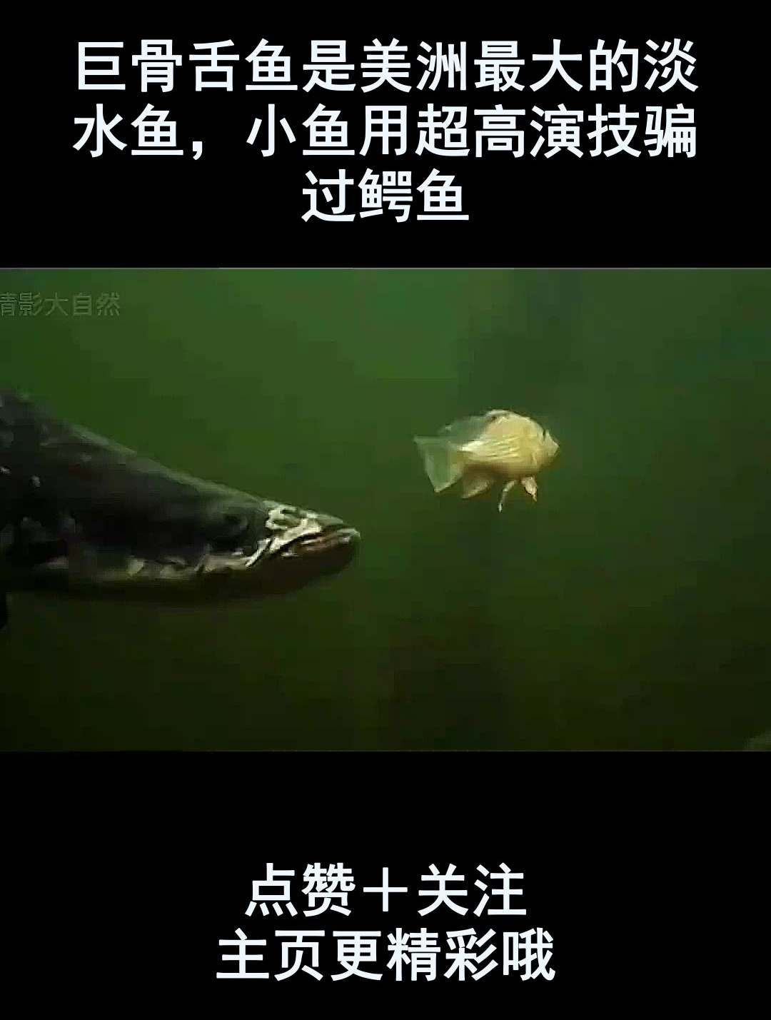 巨骨舌鱼是美洲最大的淡水鱼,小鱼用超高演技骗过鳄鱼