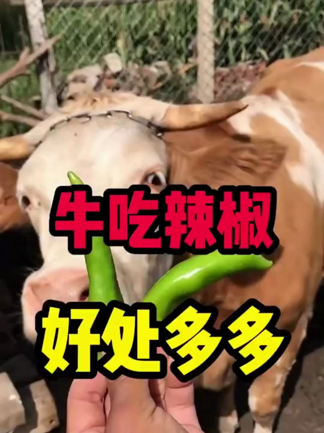 牛吃辣椒有什么好处?科学养牛