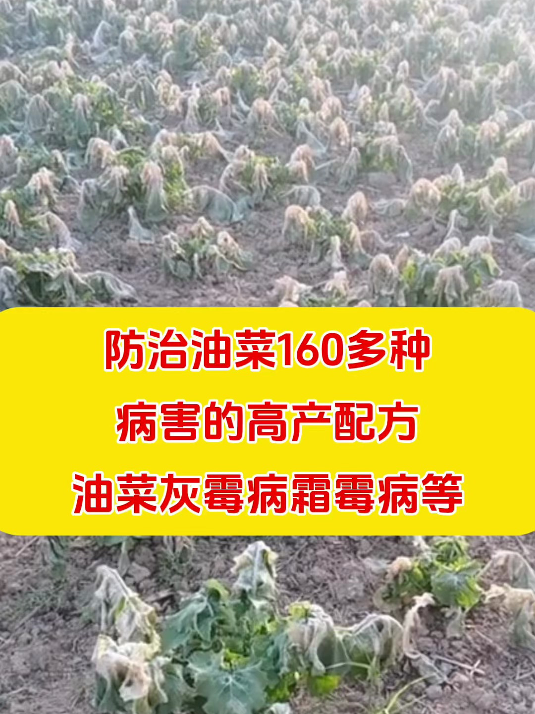 防治油菜100多种病害的高产配方