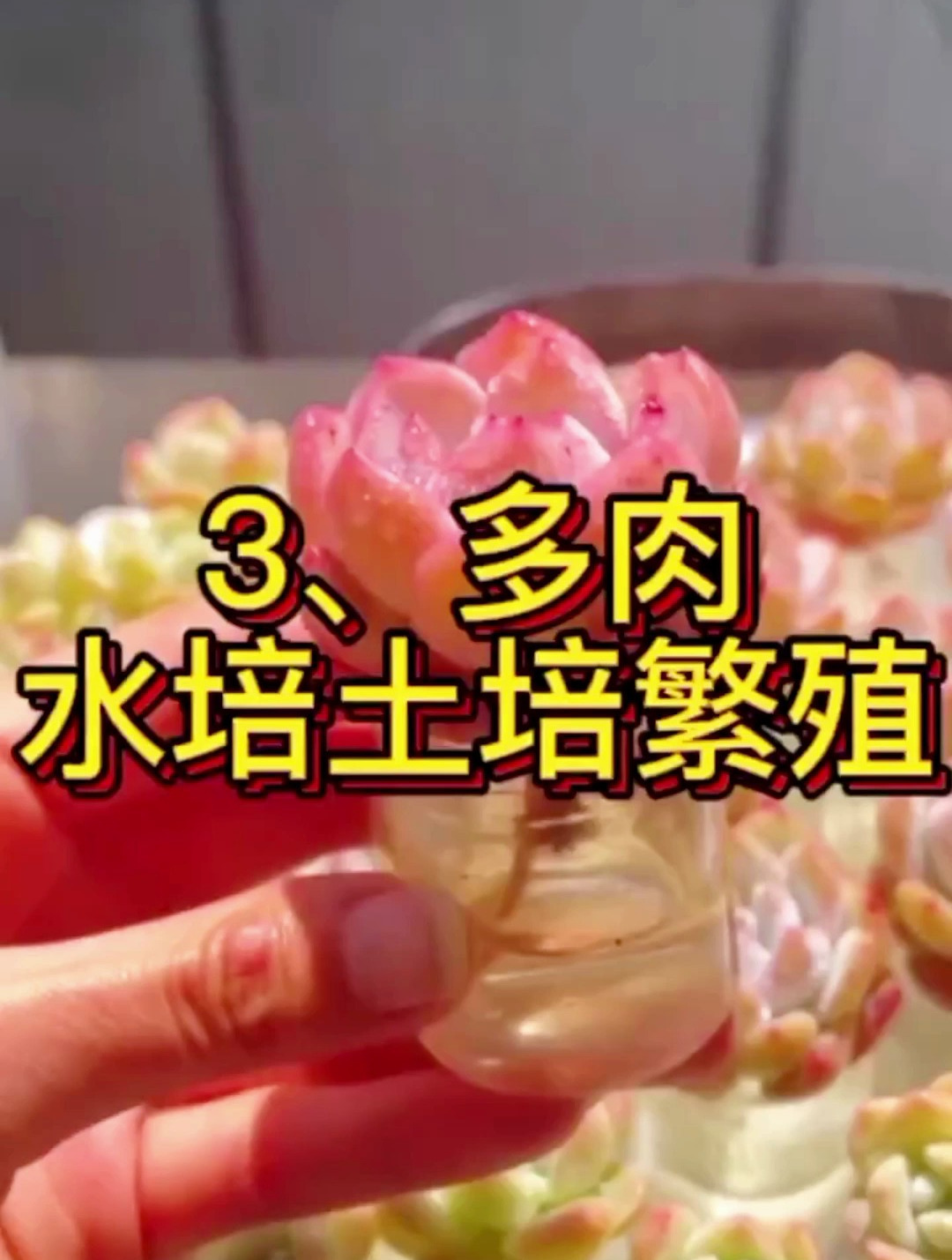多肉的养护繁殖到底是选择土培还是水培呢?你的答案是什么呢?