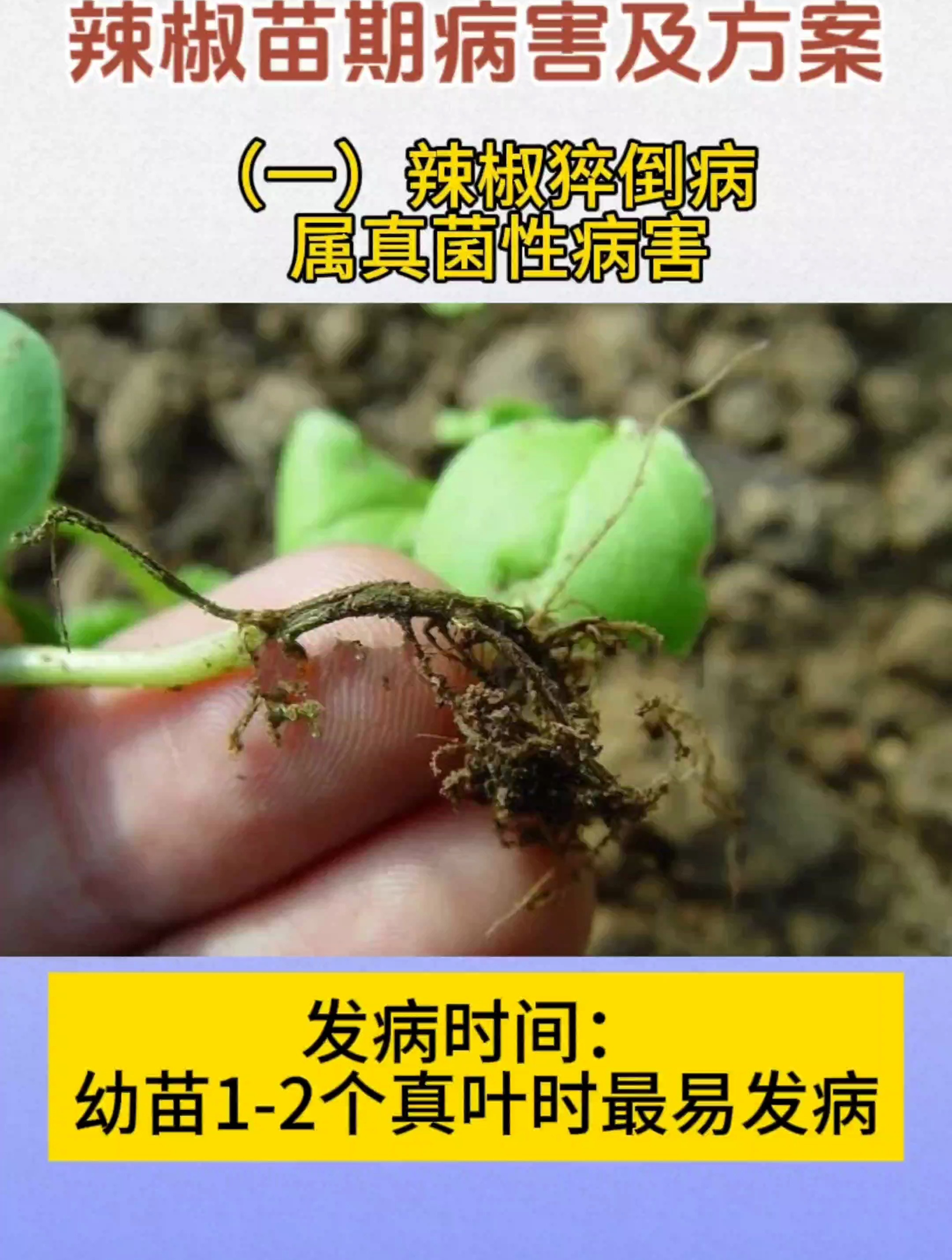 辣椒苗期常见病害及防治方案,辣椒猝倒病立枯病根腐病,辣椒种植