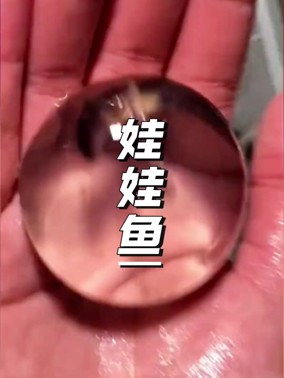 这些一串一串晶莹剔透的东西,原来是娃娃鱼的卵