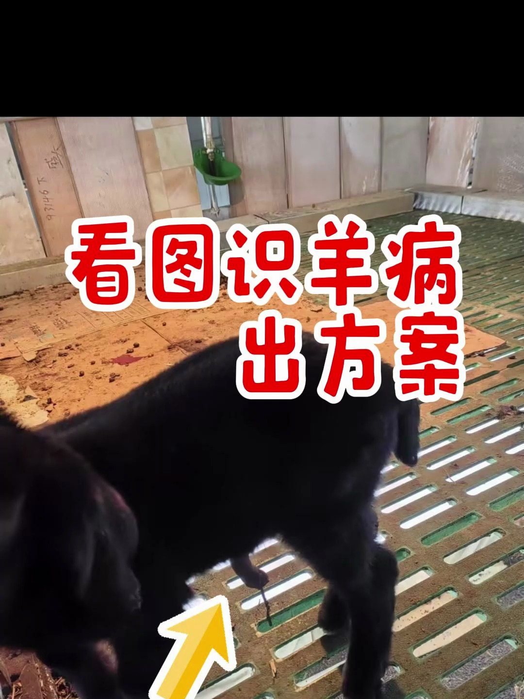 皮老师养羊知识小课堂:羔羊得了脐带炎,怎么办?