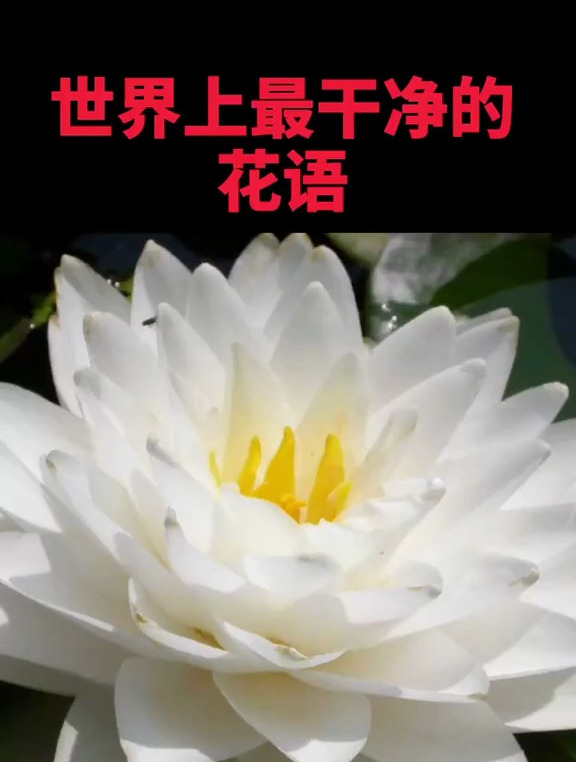 学习花语!花,多肉植物