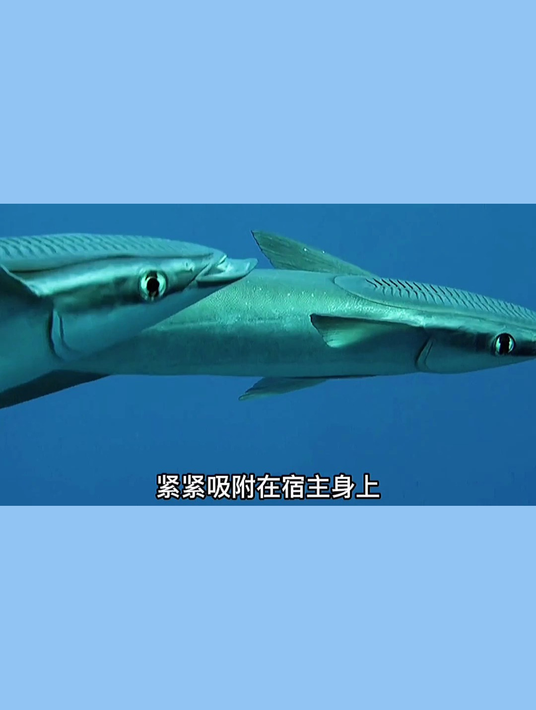 把鲨鱼当保镖 还能免费乘车