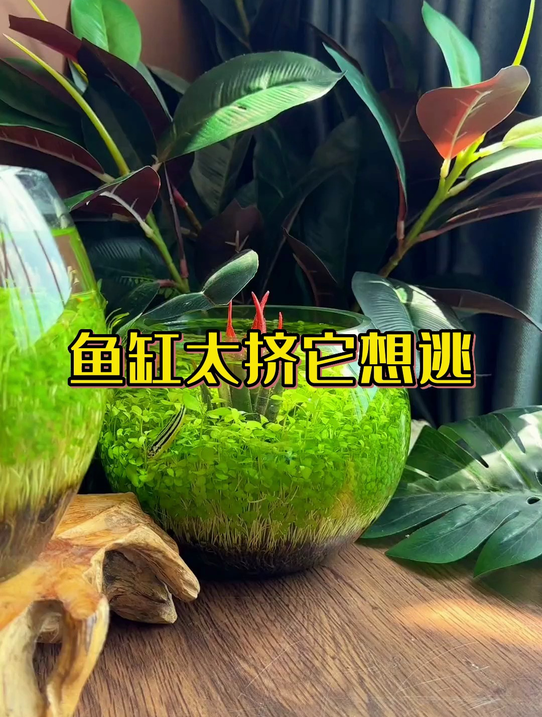 鱼缸太挤了鱼儿想逃跑?这个问题怎么解决!