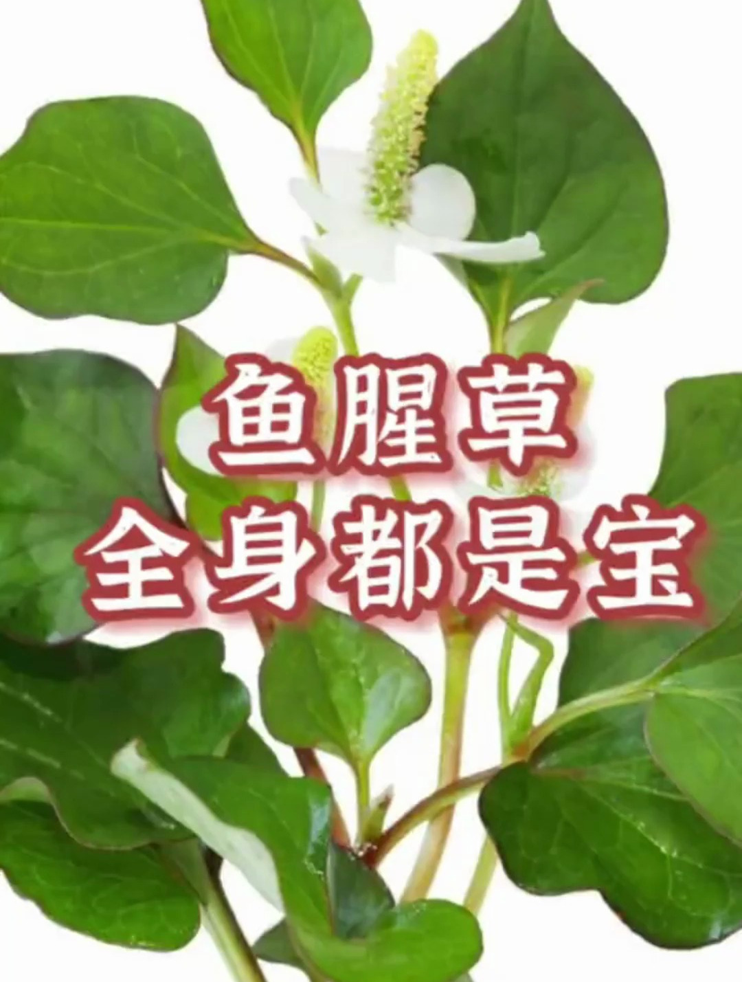 路边常见鱼腥草 全身都是宝