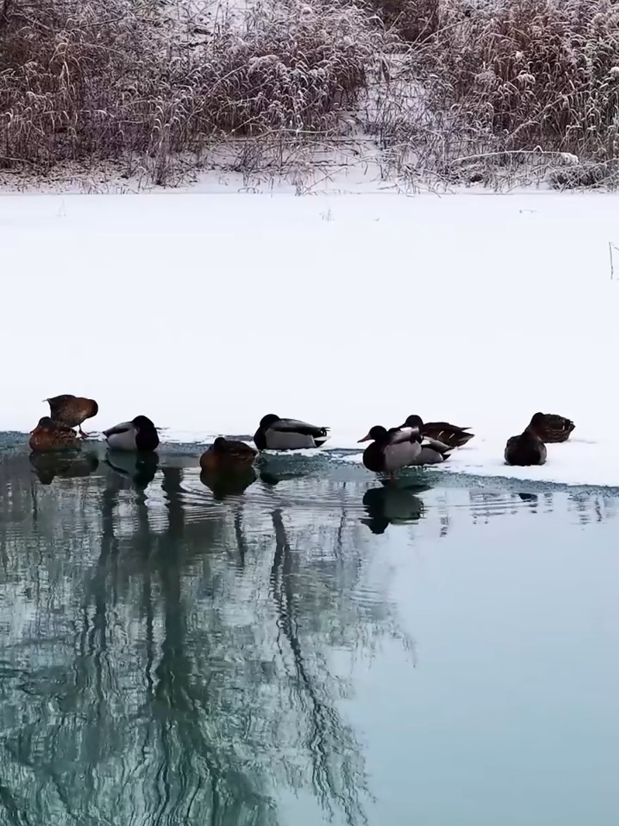 灵动美好!新疆策勒沙海玉湖野鸭雪中嬉戏好似山水画