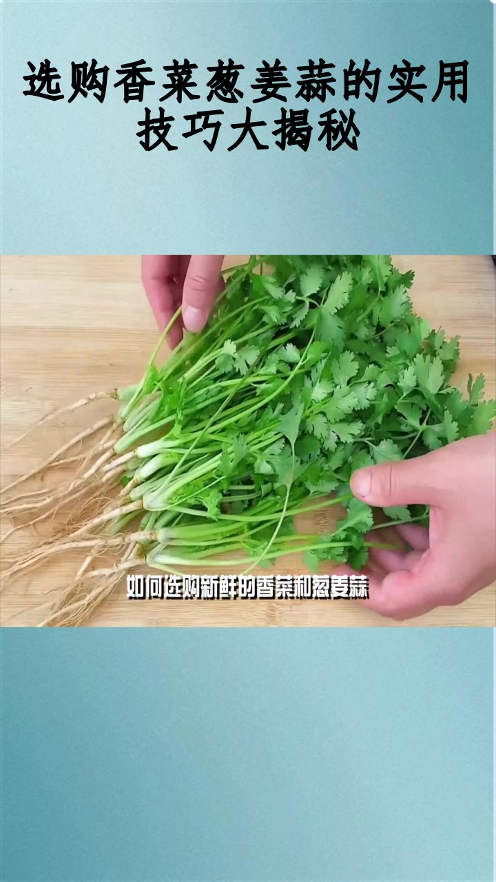 选购香菜葱姜蒜的实用技巧大揭秘