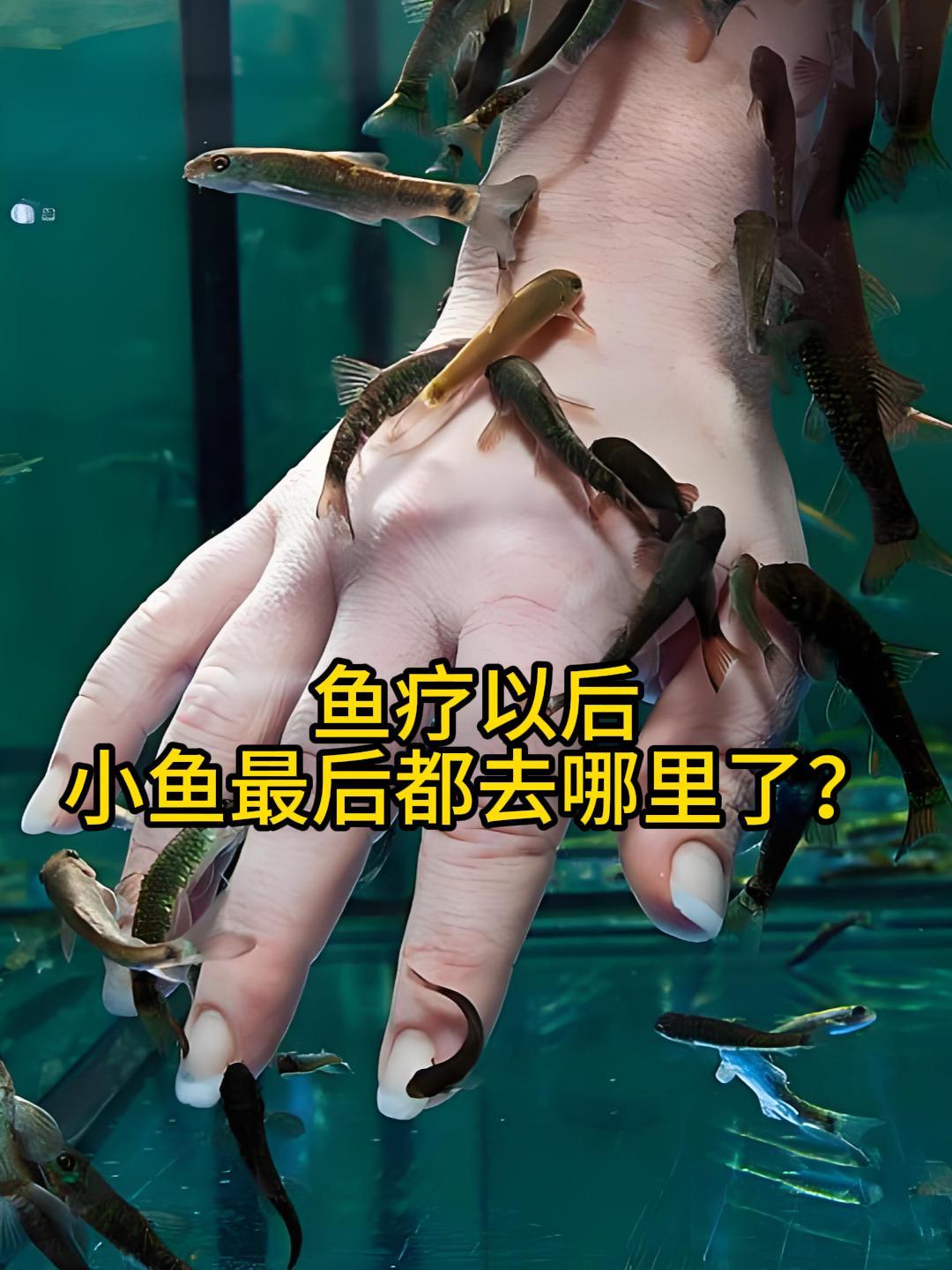 我们鱼疗以后的小鱼,最后都去哪里了?