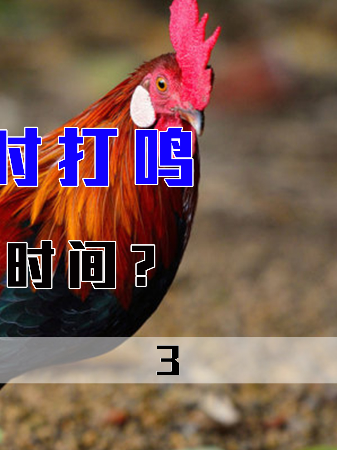 为何公鸡可以按时打鸣,莫非它能算时间?据说这事跟龙和蜈蚣相关
