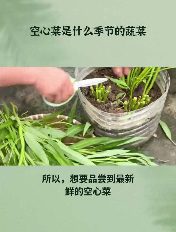空心菜是什么季节的蔬菜?其实,它的种植和上市季节都有讲究