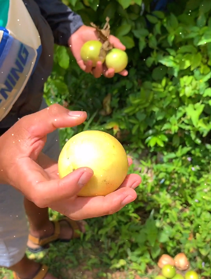 活蹦乱跳的澳洲小蓝龙,配上现摘的百香果、青胡椒,是夏天的味道
