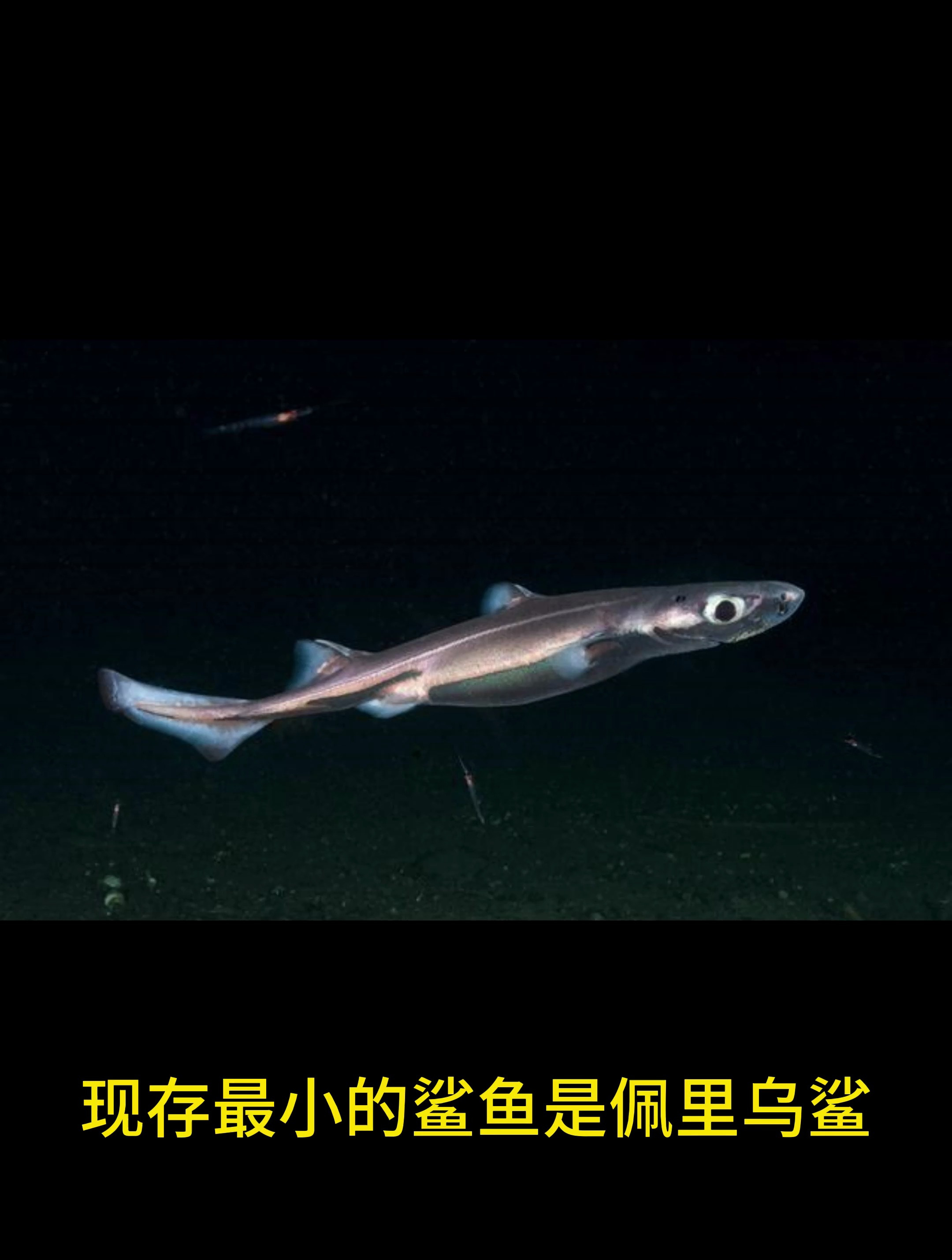 现存最小的鲨鱼,仅20多厘米长