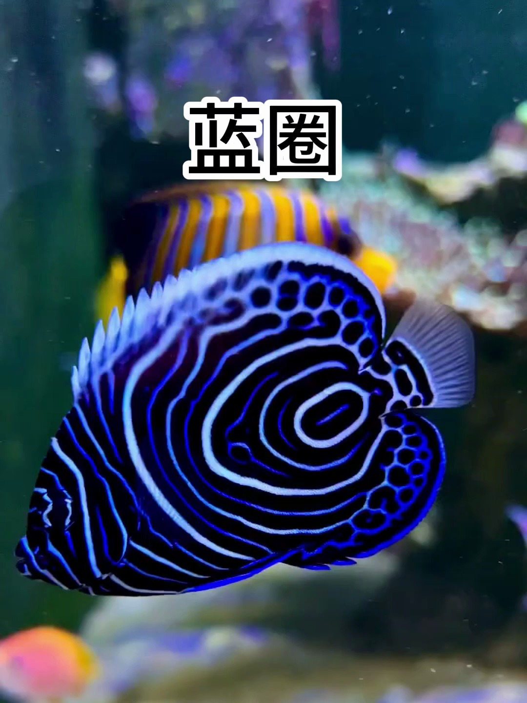 蓝圈神仙鱼,蓝圈吃什么?吃软体珊瑚吗?蓝圈变成皇后要多久?