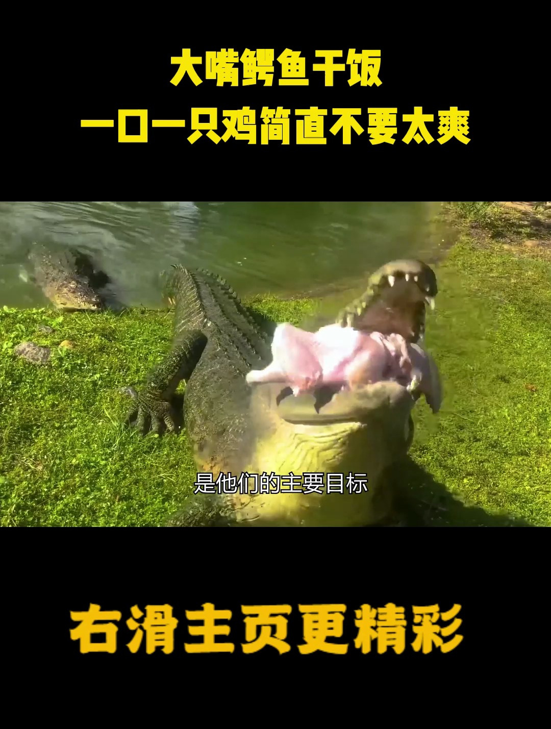 大嘴鳄鱼干饭,一口一只鸡简直不要太爽