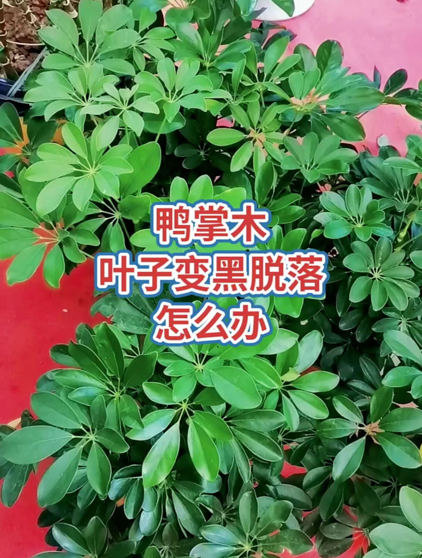 鸭掌木叶子变黑脱落,你知道怎么办吗!