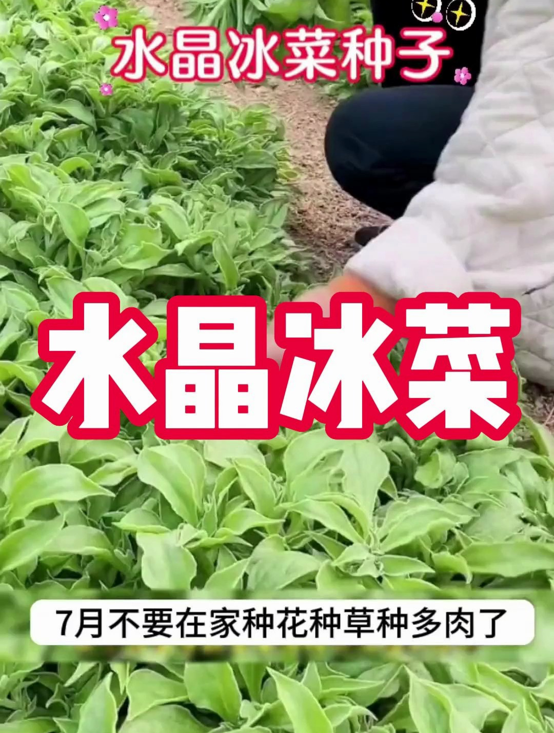 冰冰凉凉的 自带咸味的水晶冰菜