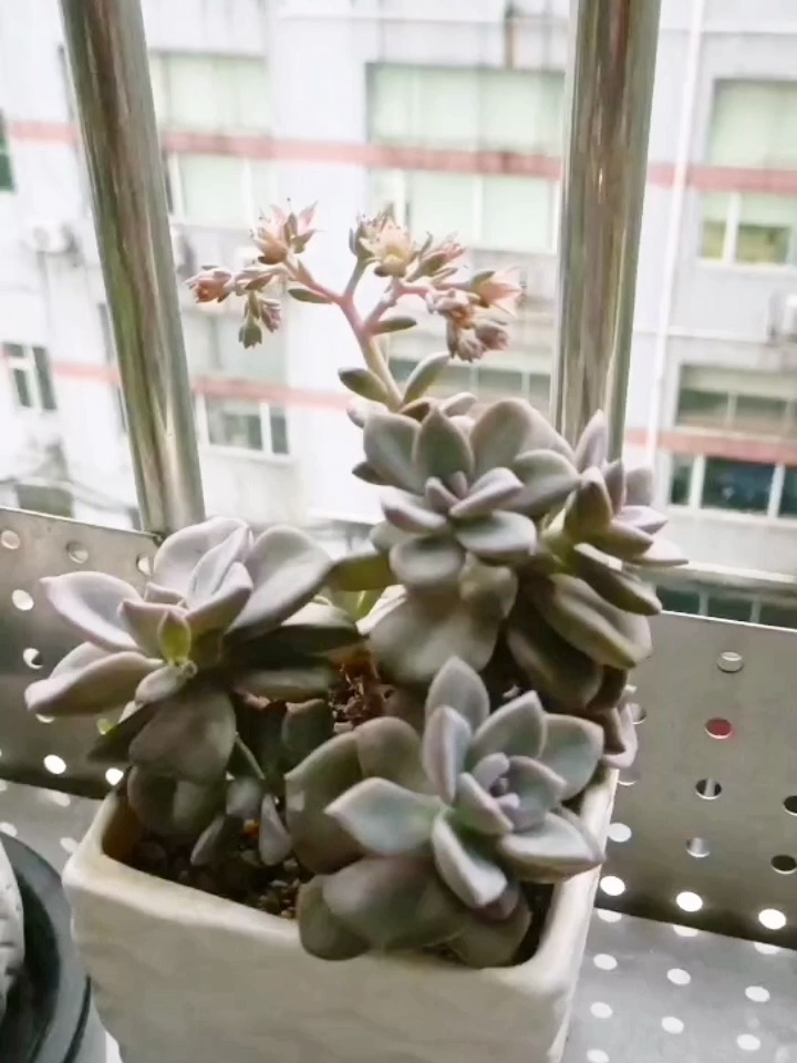 多肉开花,你觉得好看吗?