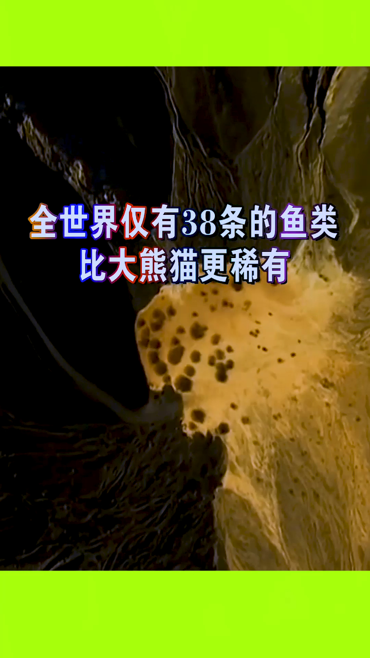 全世界仅有38条的鱼类,比大熊猫更稀有!