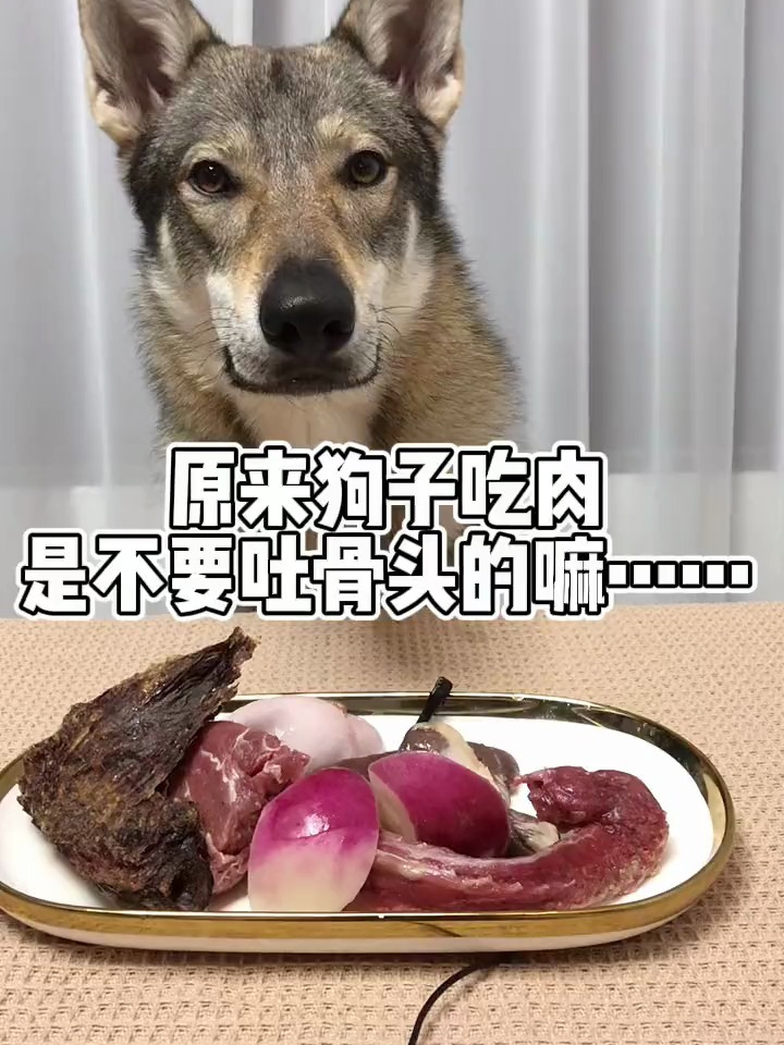 原来狗子吃肉是不要吐骨头的嘛……