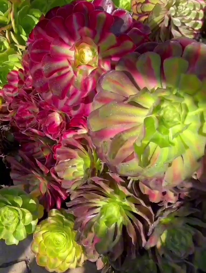 好幸福!法师多肉可以随便路边栽!