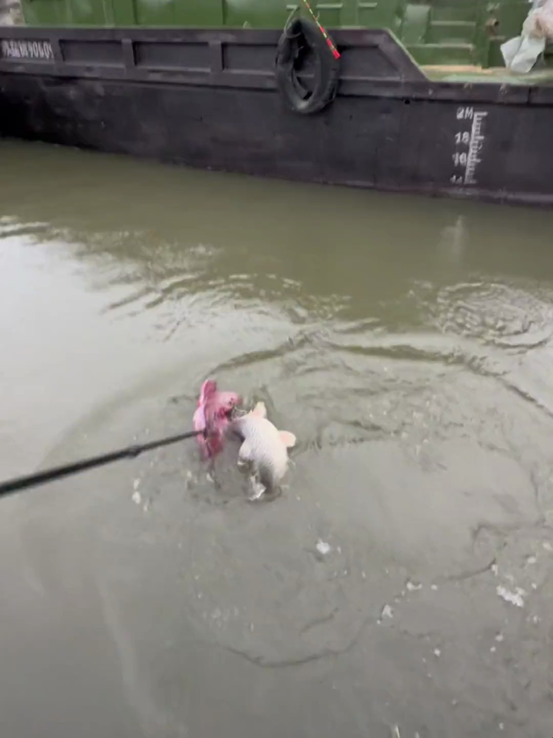 野钓鲤鱼,真实户外记录