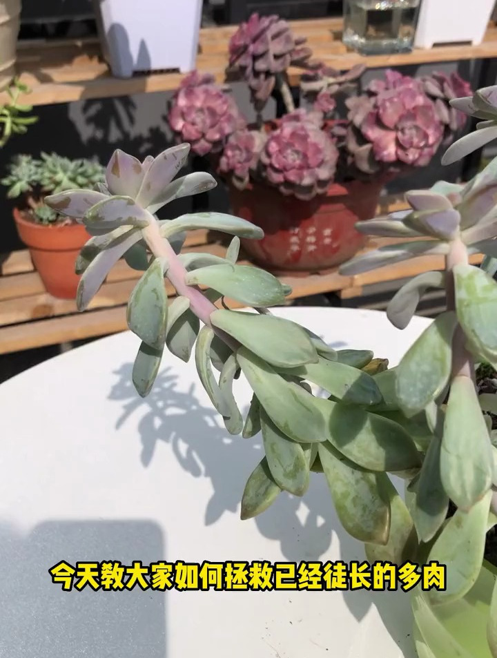 如何拯救已经徒长的多肉,优芽素可以让多肉植物,爆更多侧芽