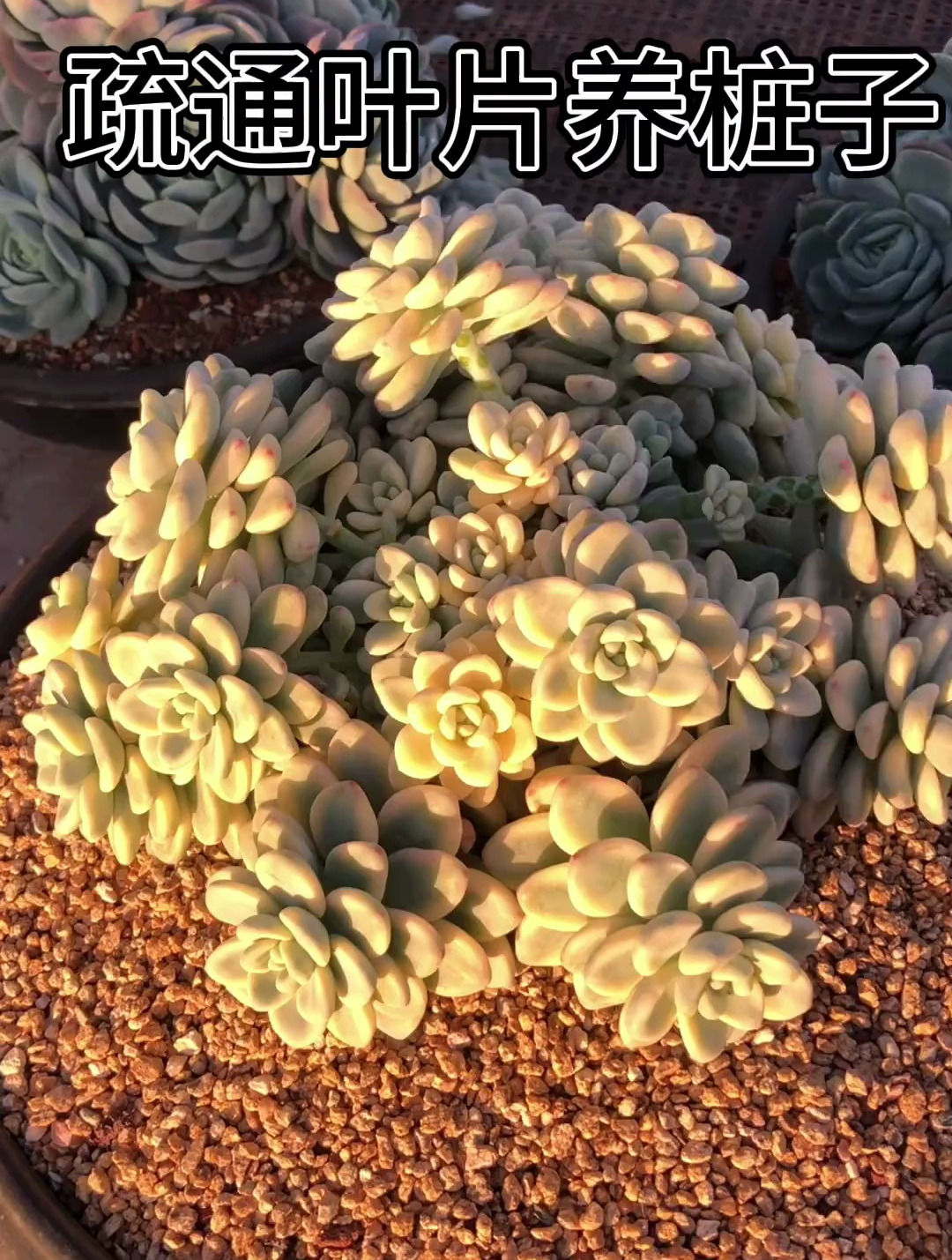 劳尔锦养个超大盆的多肉植物