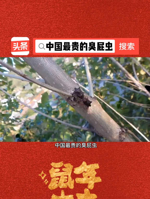 我是头条小百科中国最贵的臭屁虫这么贵的臭屁虫你一定见过