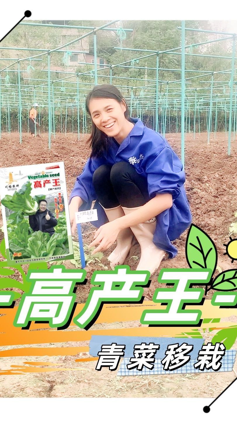 ——高产王——青菜品种介绍