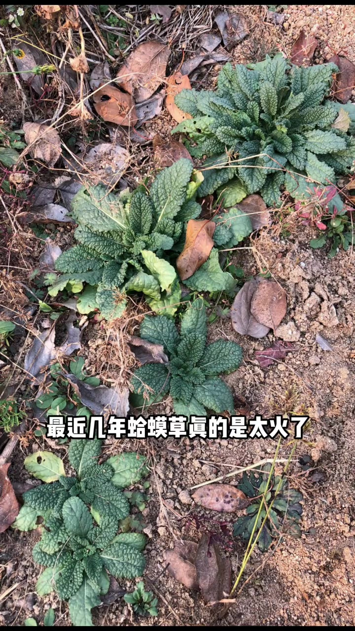 蛤蟆草别名癞蛤蟆棵、蟾蜍草、皱皮草