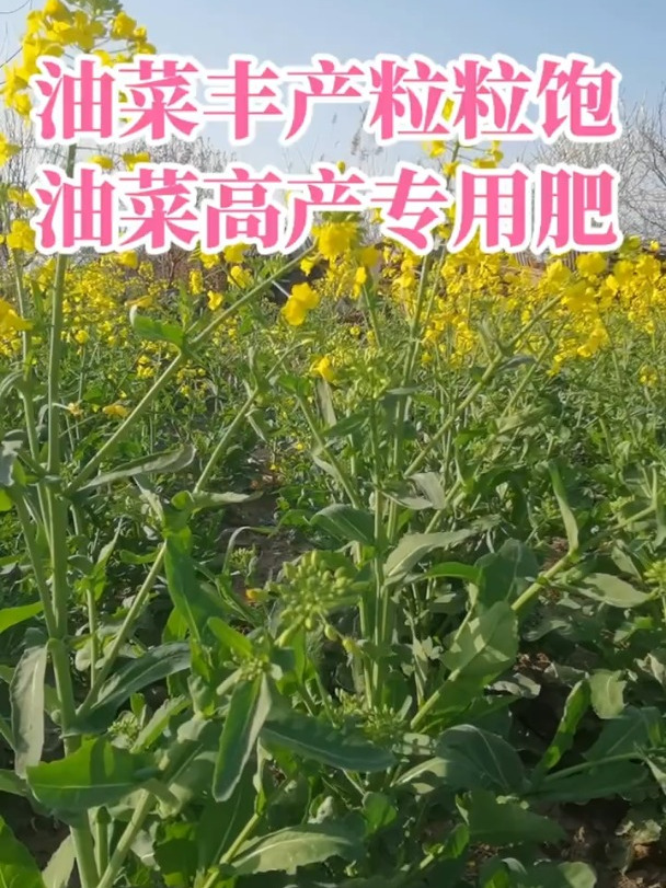 油菜丰产粒粒饱,提高出油率!促花授粉!抗倒伏油菜高产专用肥!