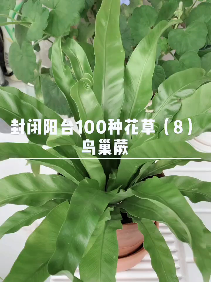 封闭阳台100种花草,鸟巢蕨