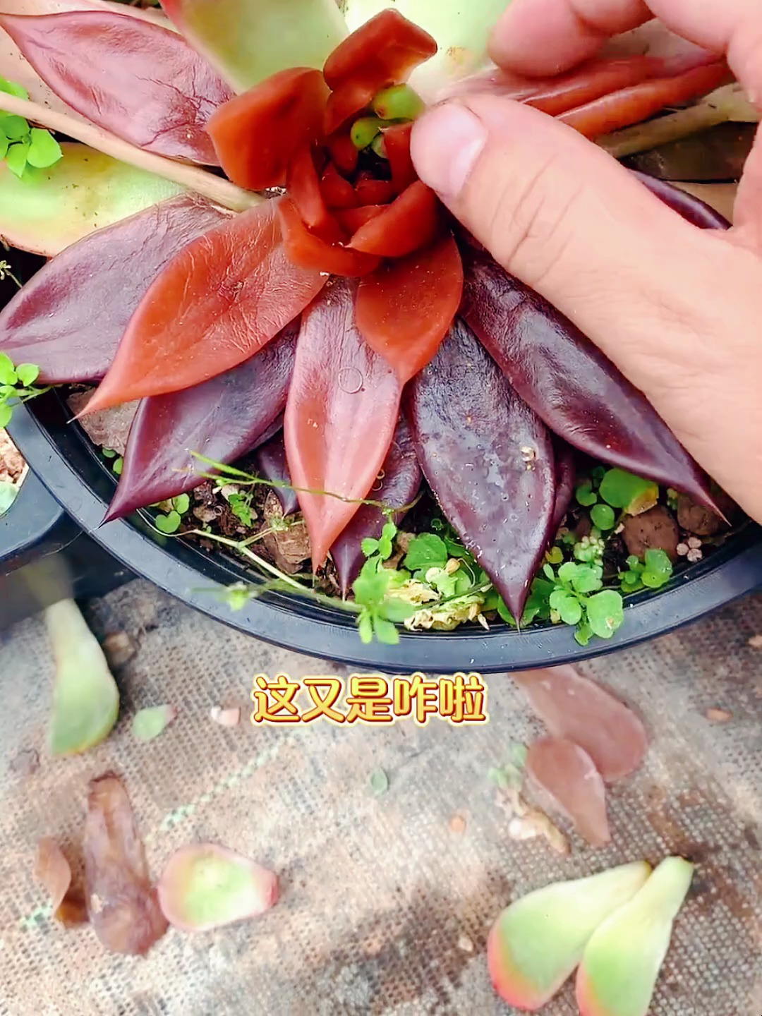 多肉植物怎么养 多肉白粉病