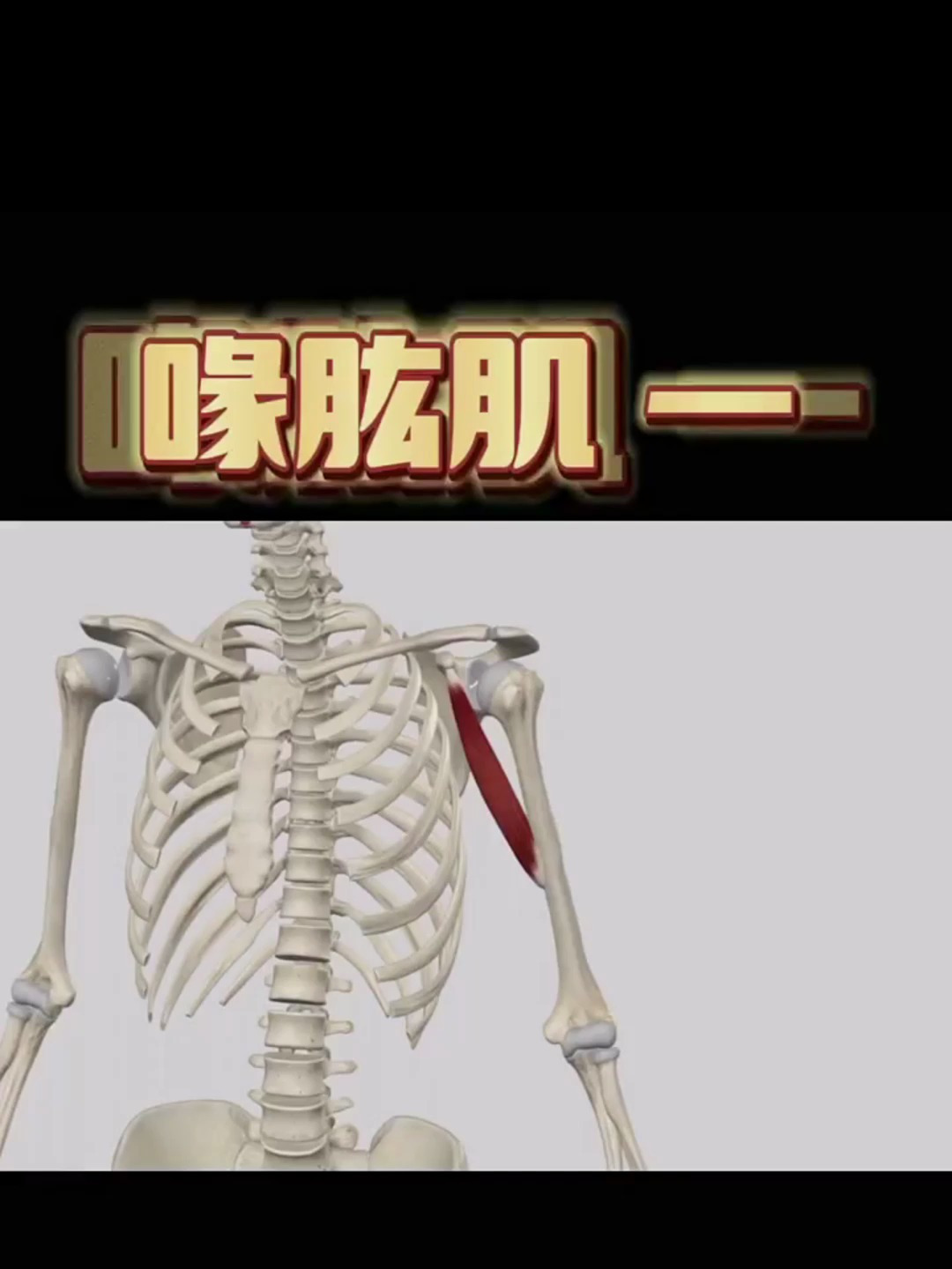 喙肱肌—手臂上一块重要的肌肉