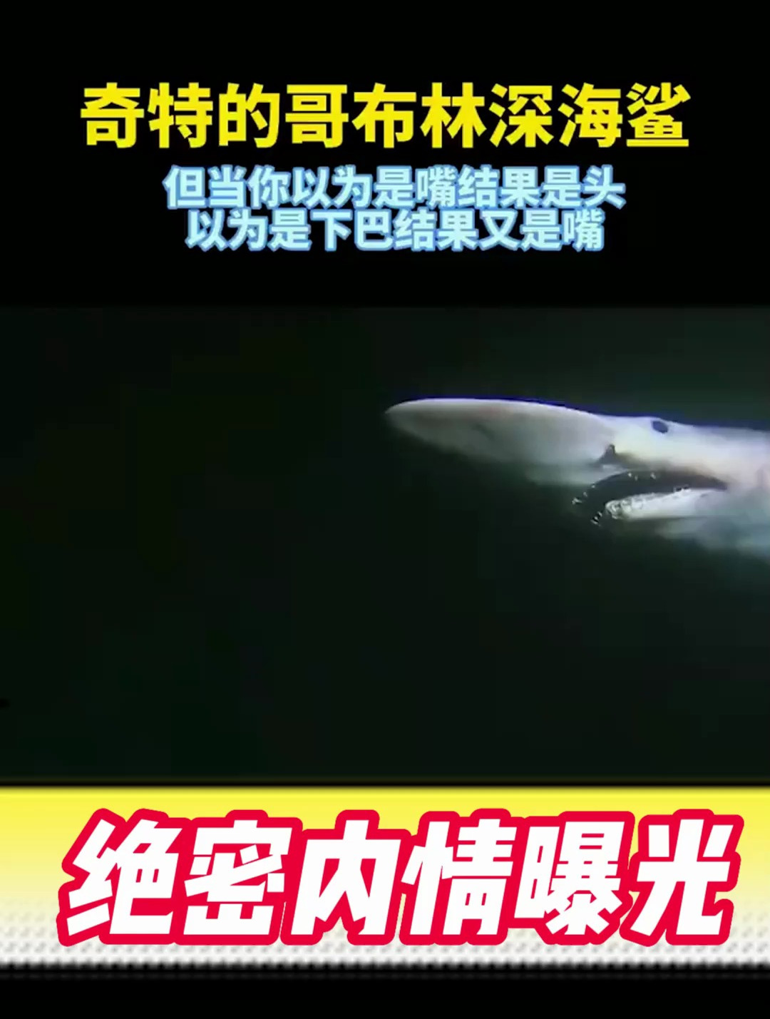 哥布林鲨,学名欧氏尖吻蛟,在深海体长最大可达62米