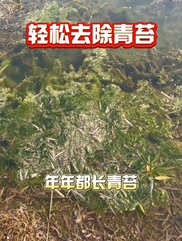 轻松除青苔就用美美哒,直接化水泼洒鱼虾蟹养殖青苔鱼耀美美哒小