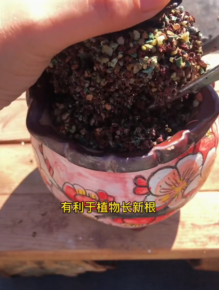 多肉徒长了怎么办?丢掉不划算,只要切几刀秒变一大盆,你别不信