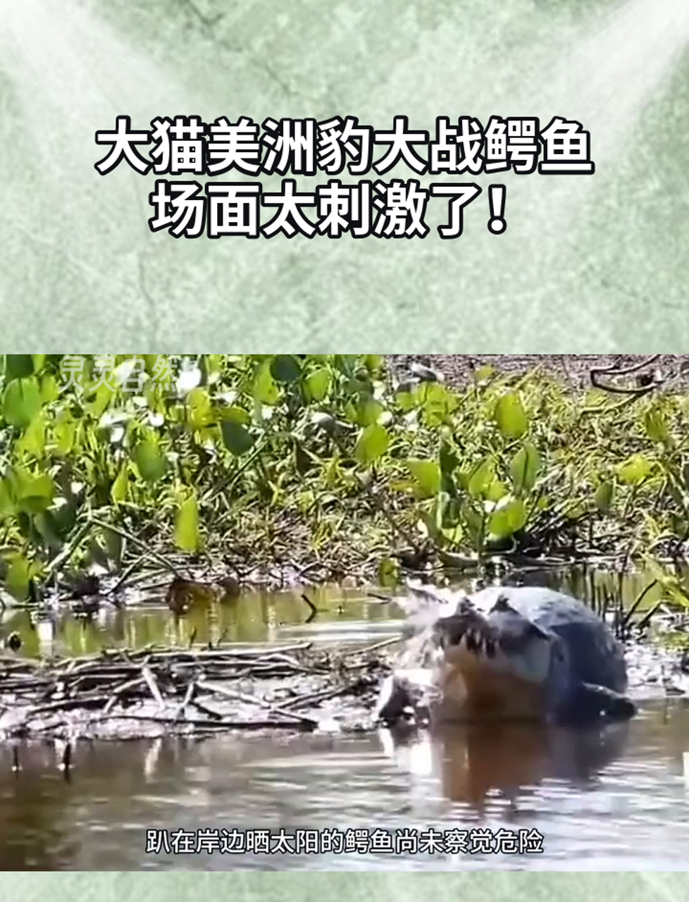 大猫美洲豹大战鳄鱼,场面太刺激了!