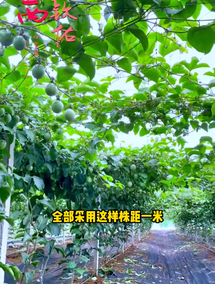 一亩地种植多少株钦蜜9号?建议一亩地225株左右,亩产2000斤左右