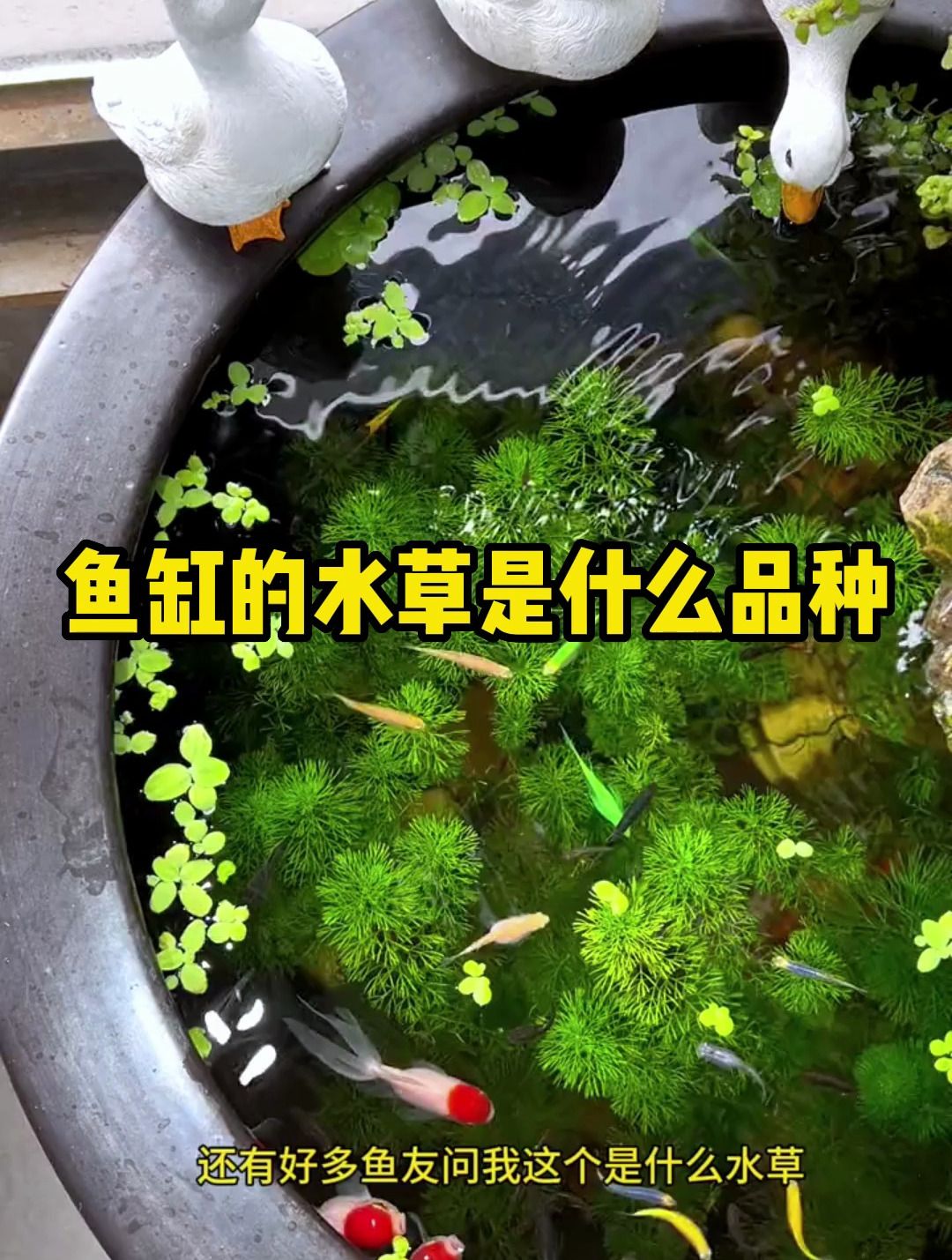 你知道我鱼缸的水草是什么品种?养鱼高手亲自告诉你!