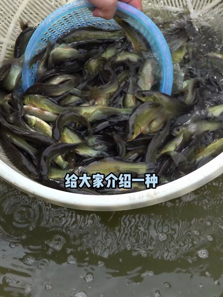 桂鱼又称为童子鱼,最大能长8斤,吃藻类、植物碎渣