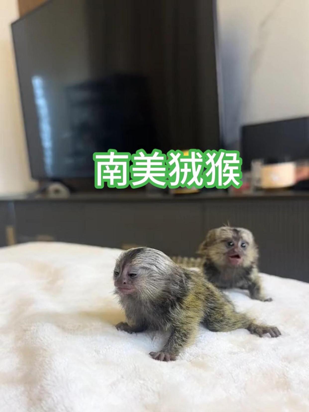 南美狨猴是世界上最小的猴子品种之一
